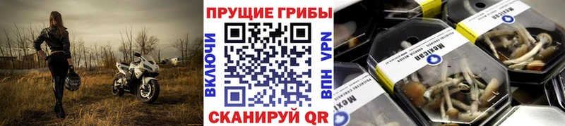 Псилоцибиновые грибы Psilocybe  мориарти официальный сайт  Славгород  продажа наркотиков 